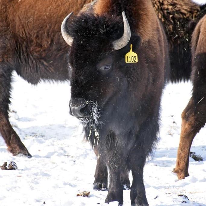 N.W.T. confirms anthrax outbreak in Slave River Lowlands bison